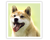 �R�[�X�^�[�ɂ������ʐ^